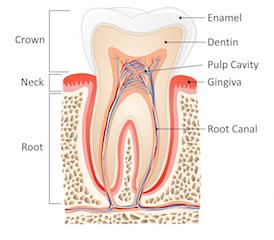 Diagram of tooth and root structure | root canal rockville, md